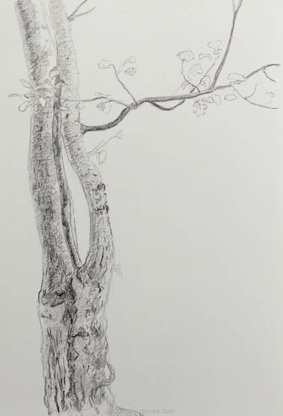Birch Tree, graphite on paper, Damian Osborne, 2020