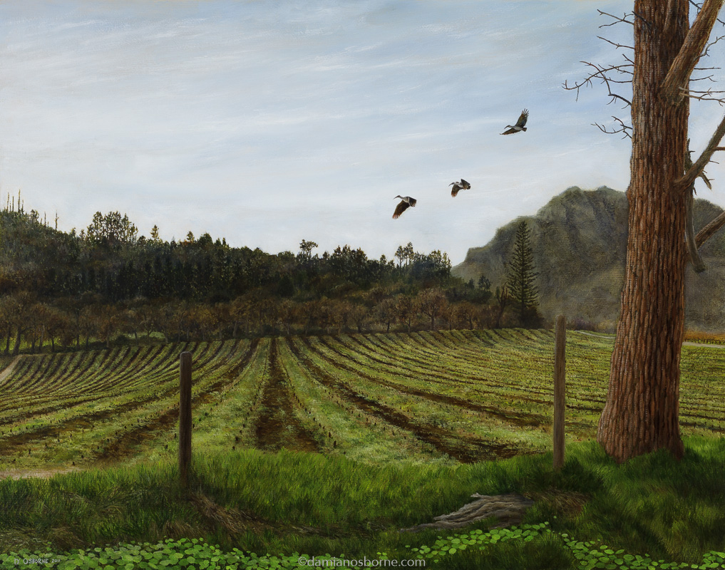 Merlot Block Levelled (Groot Constantia), oil on board, 45 x 58 cm, Damian Osborne, 2011. A plein air impressionist oil painting of the Constantia Valley vineyards. Hadedas fly over the vineyards in the evening.