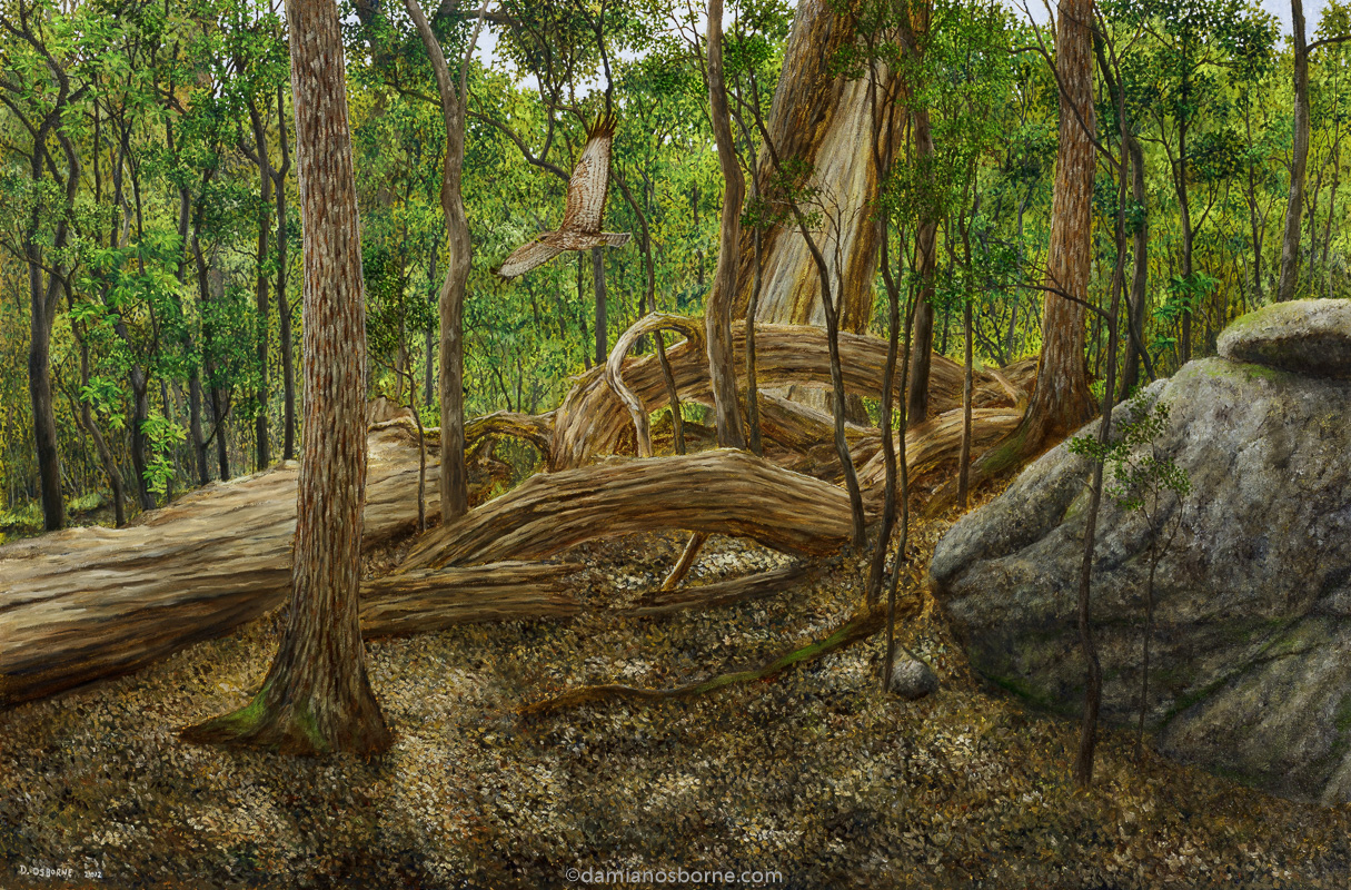 The Forest (Vlakkenberg, Constantia), oil on canvas, 58 x 88 cm, Damian Osborne, 2012, 800px, plein air impressionism, a painting of a forest.